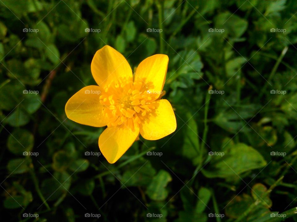 Buttercup. Wildflowers are awesome