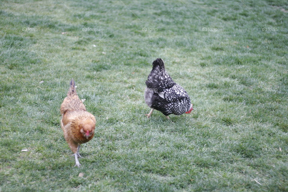 here's some more chickens in the yard for a eating grass and bugs. and having a blast
