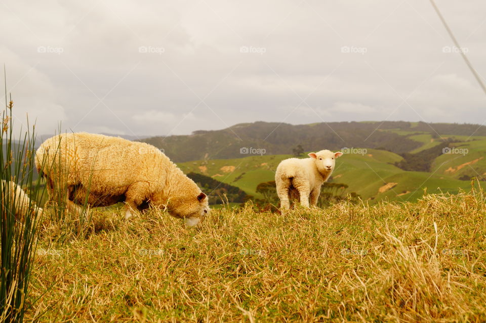 New Zealand sheeps