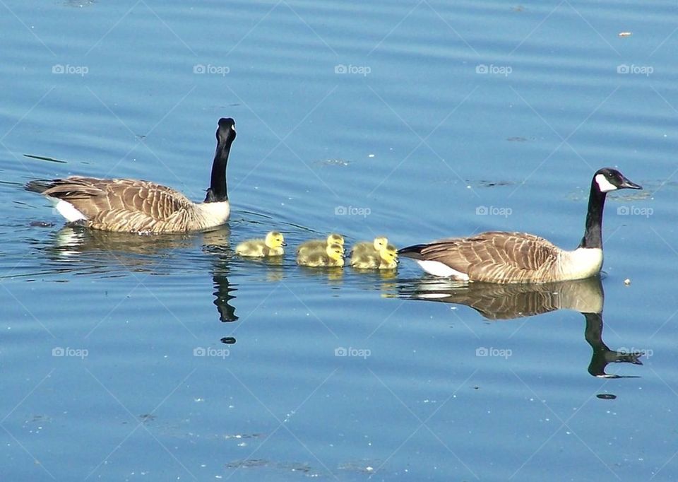 Swimming geese family