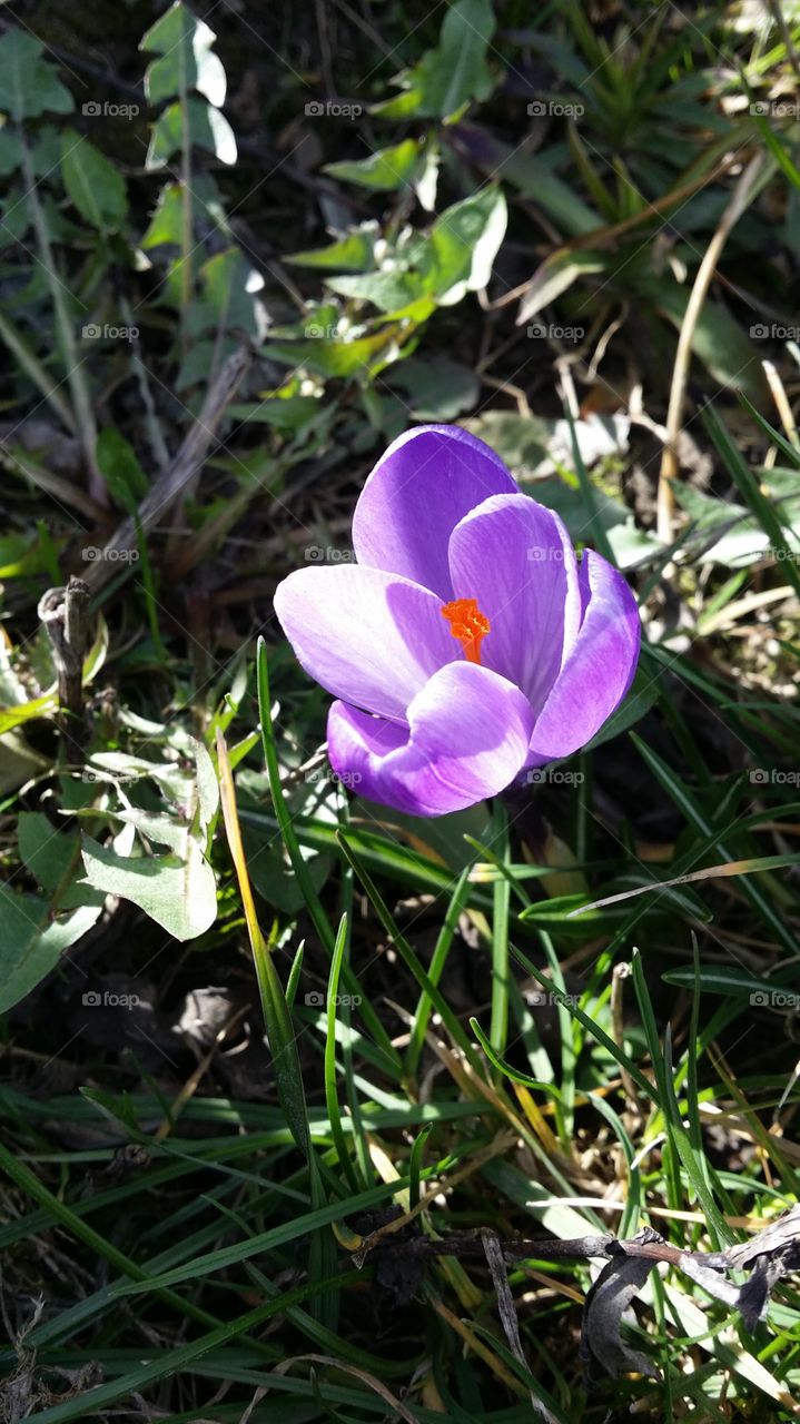 Crocus