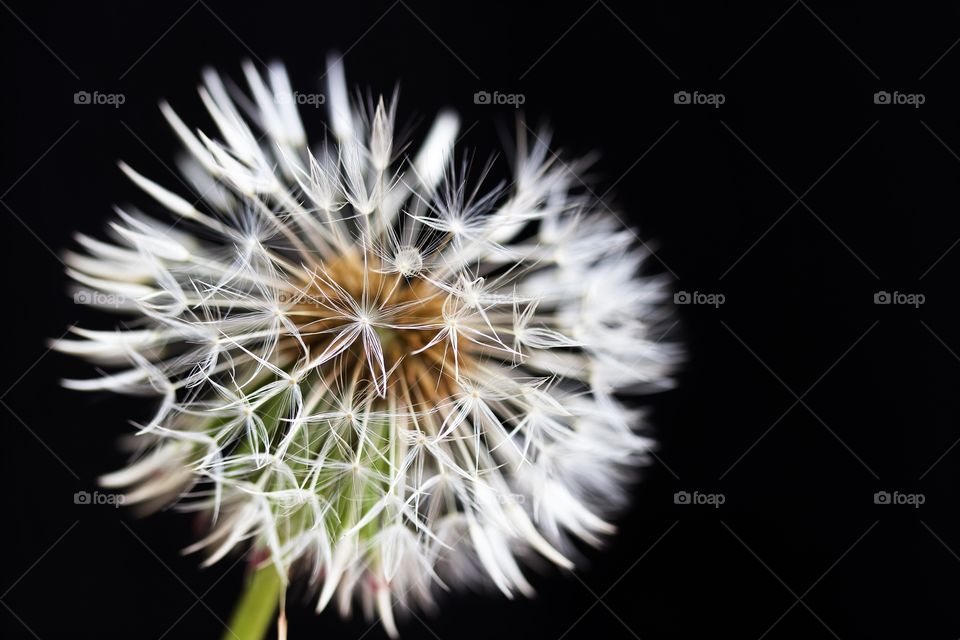 Dried dandelion