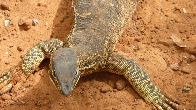 A Waiting Lizard