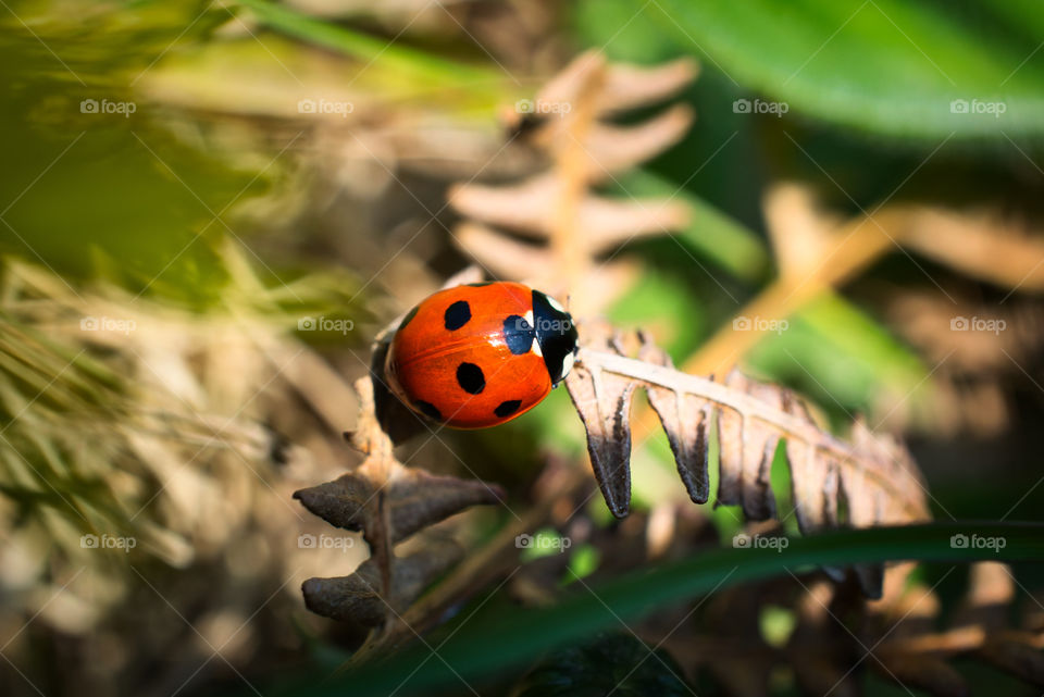 Ladybug