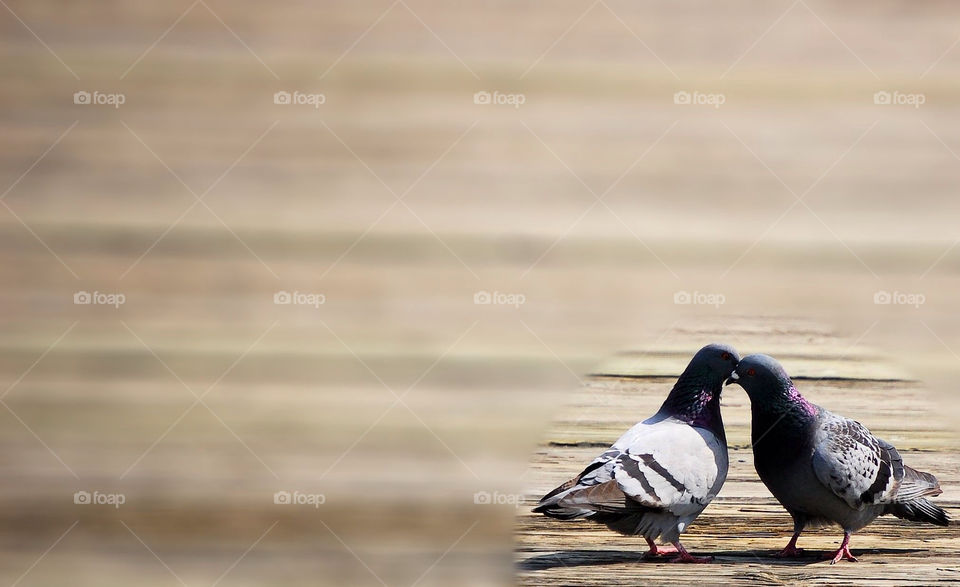 background birds bird couple by refocusphoto