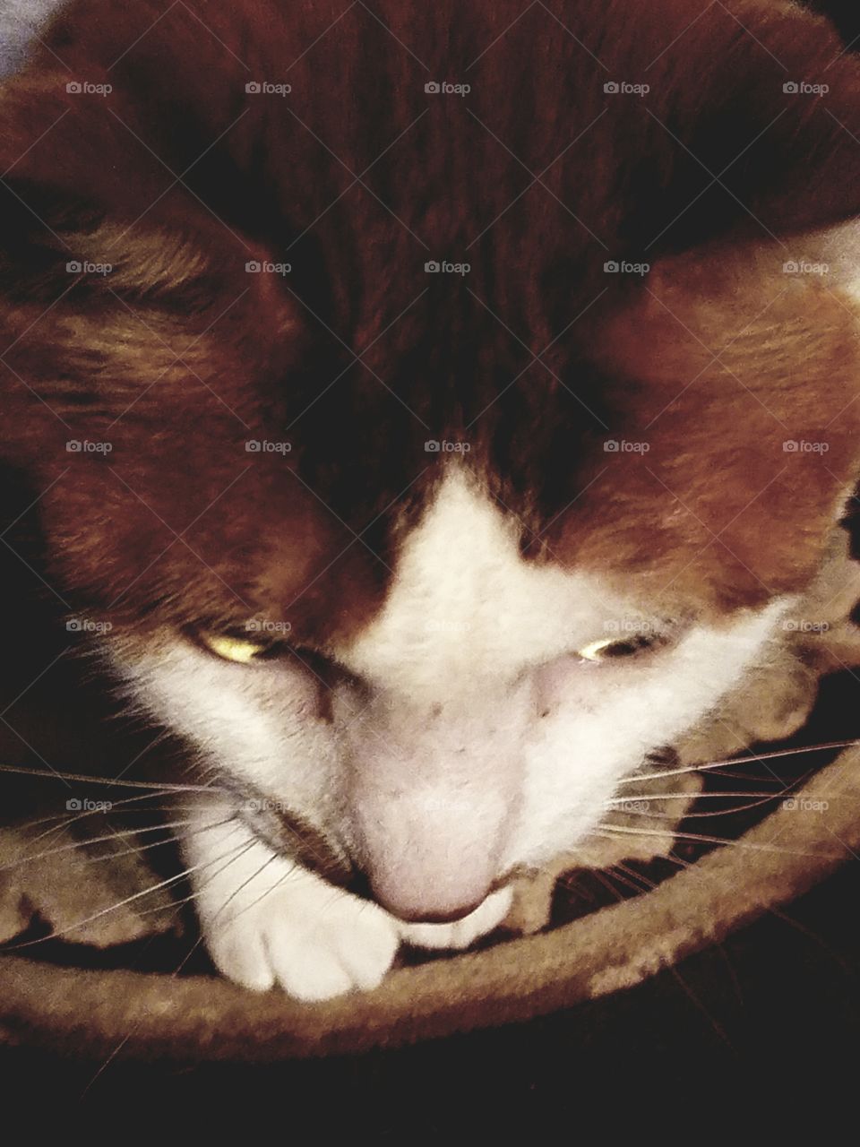 Cats Meow closeup of a feline - Cat