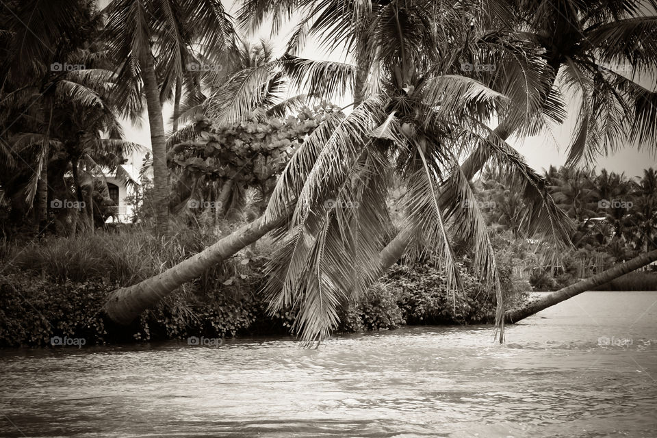 Coconut trees on a river in Nha Trang