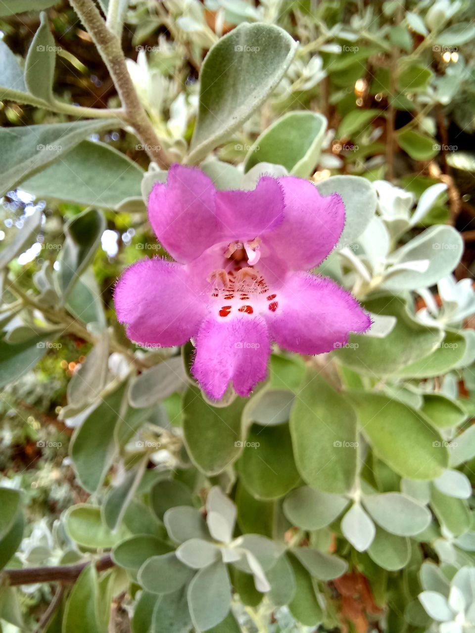 Leucophyllum candidum