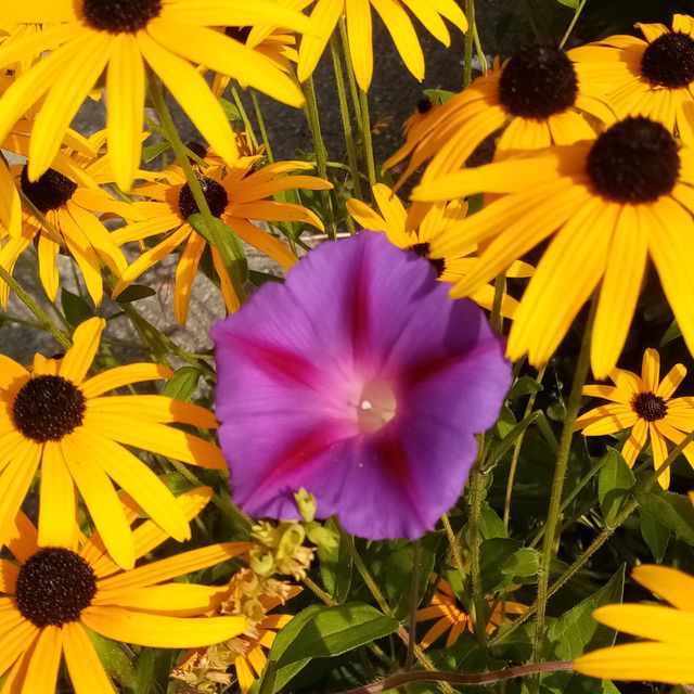 Flower Beauty