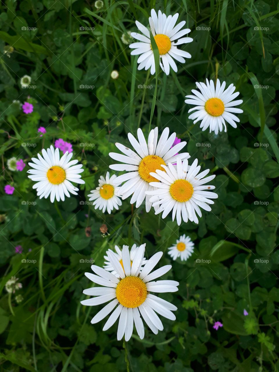 Big flowers chamomile in my garden