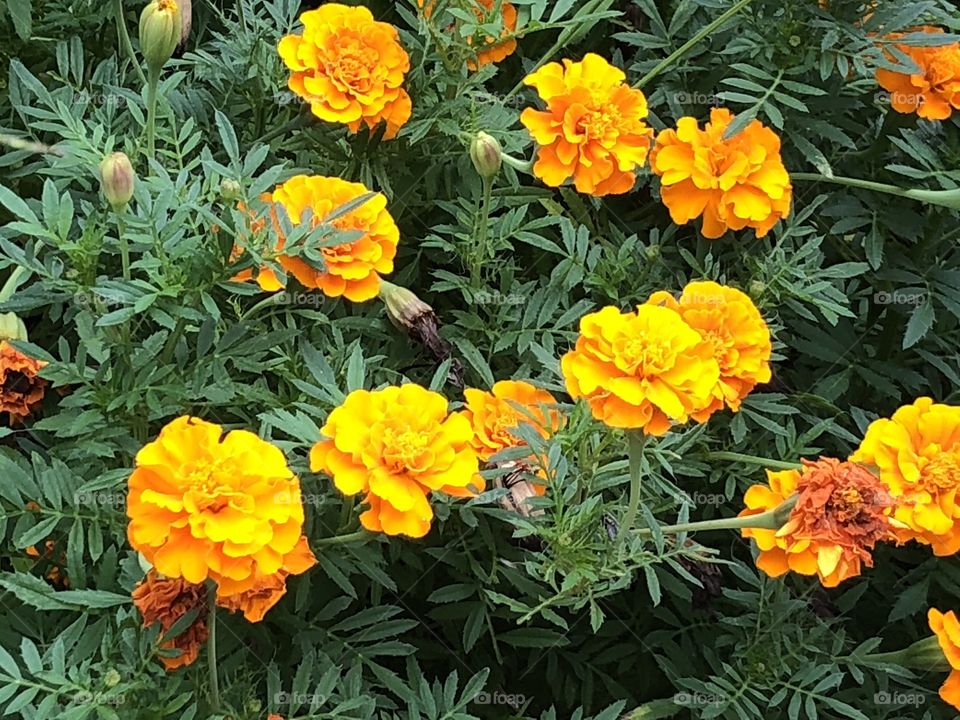 Lovely marigolds