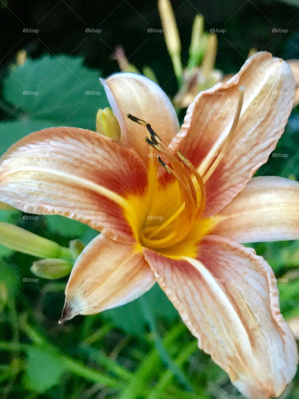 Close-up of tiger lily flower