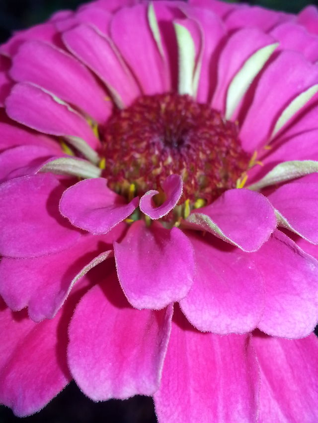 zinnia