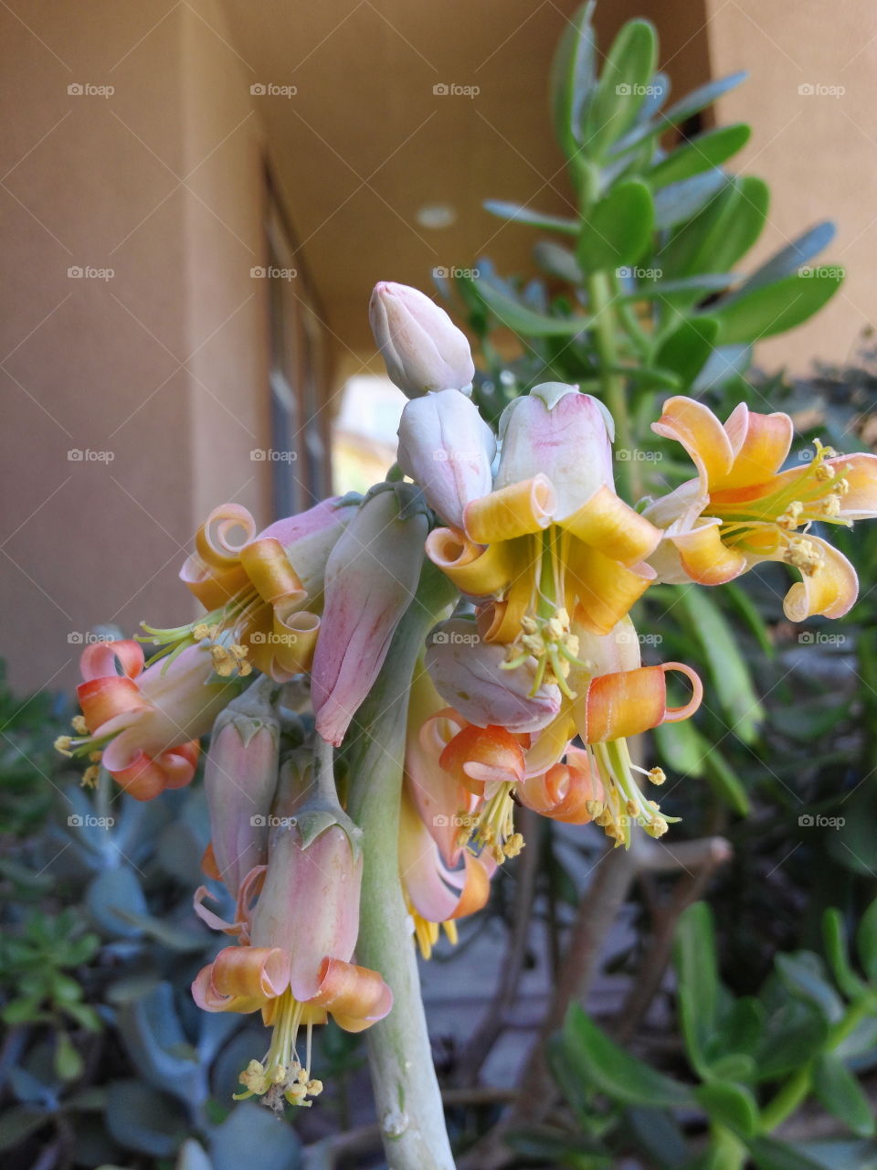 Succulent flowers