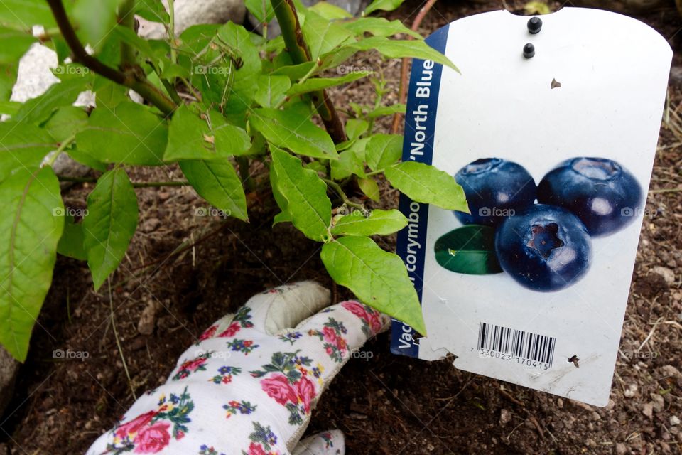 I love blueberries and I have finally planted three bushes in my garden.
I am looking forwards to the harvest😀

