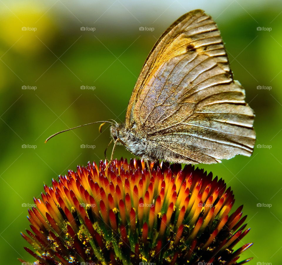 butterfly, and, flower, nature, ecology, beauty, macro, summer, morning, heat, rest, vacation, journey, Sochi, south, insects, creativity,
