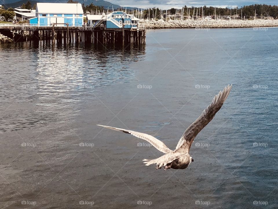 Beautiful Seagull In Flight Sidney Harbour Fish Market 