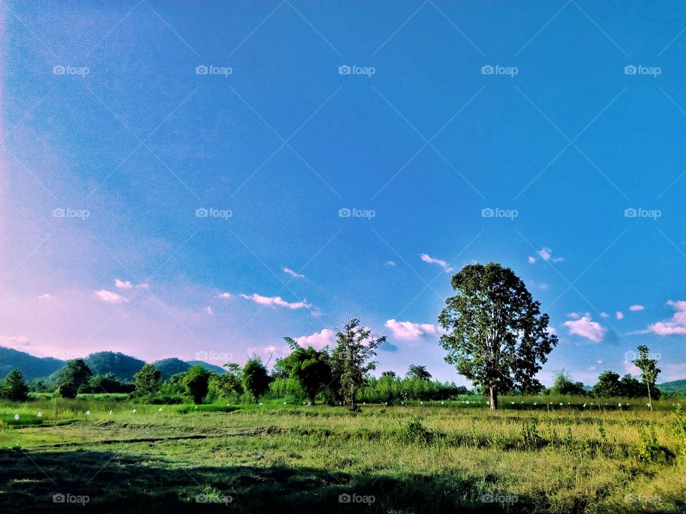 sky,tree,field,landscape