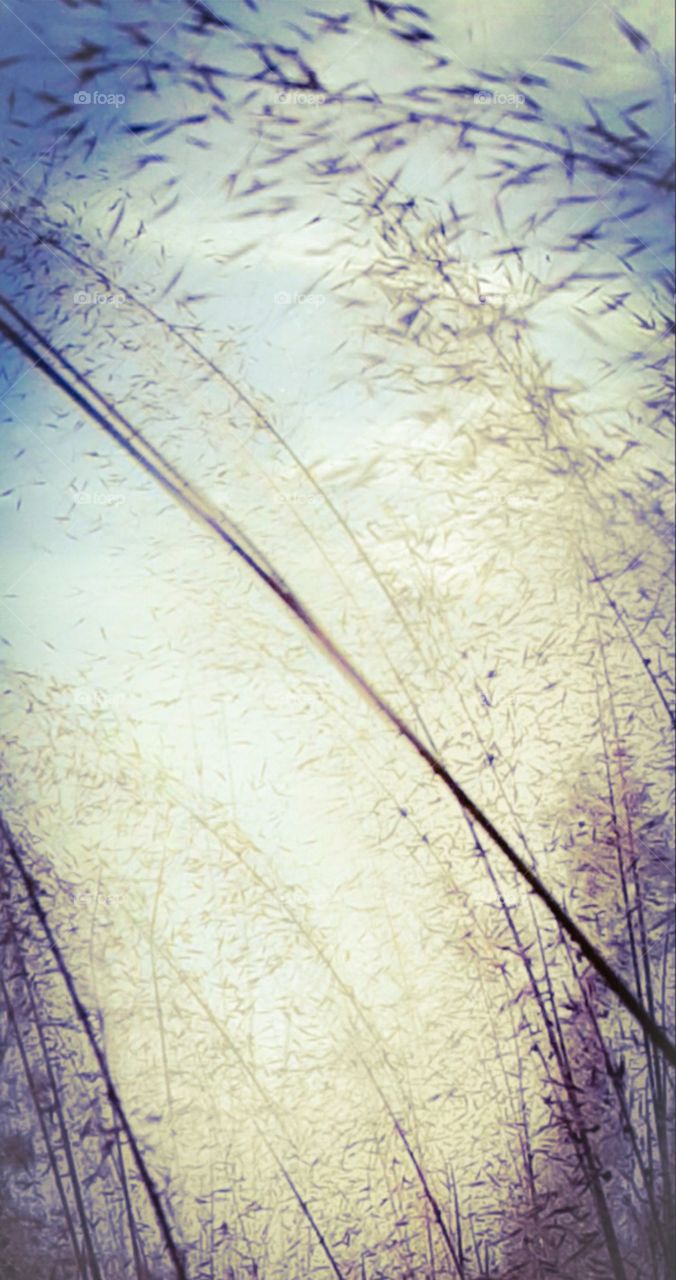 wispy grasses blowing in wind