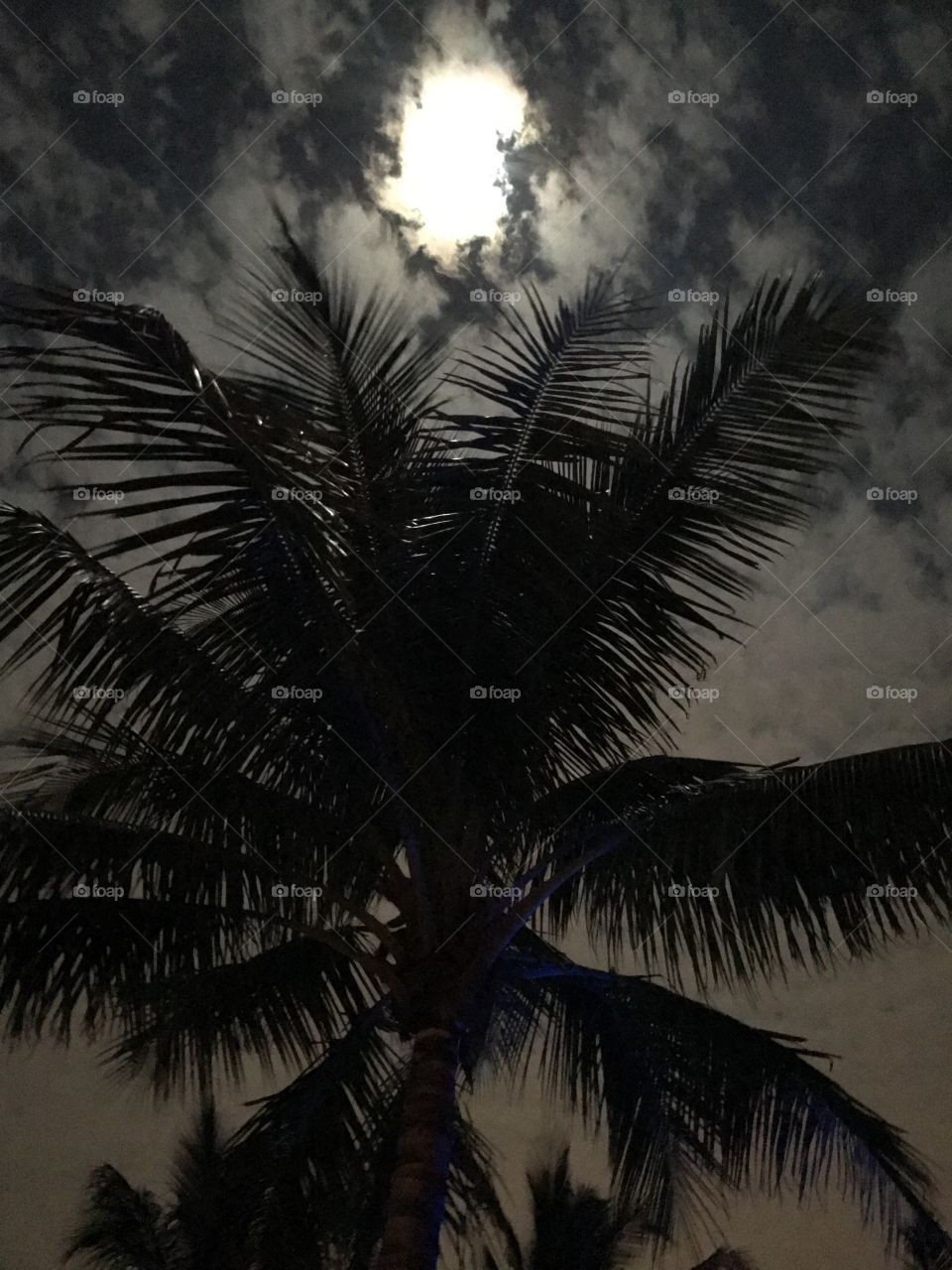 Palms over Florida 