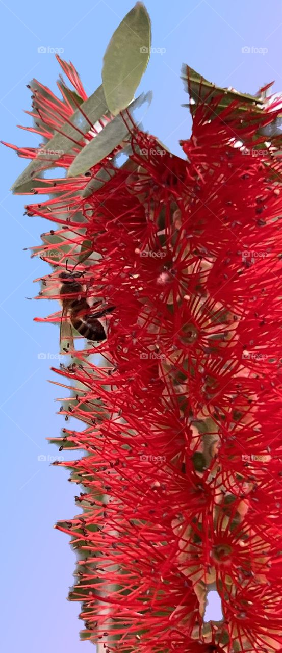 Bee sipping nectar