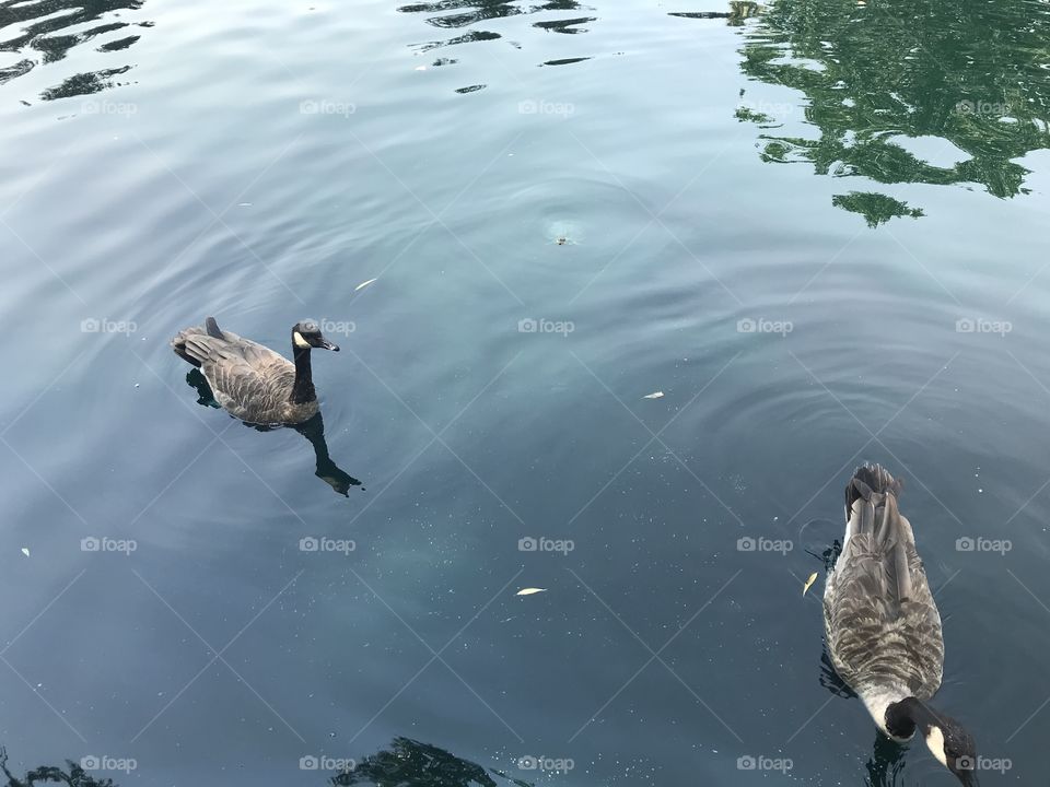 Geese in pond ripples