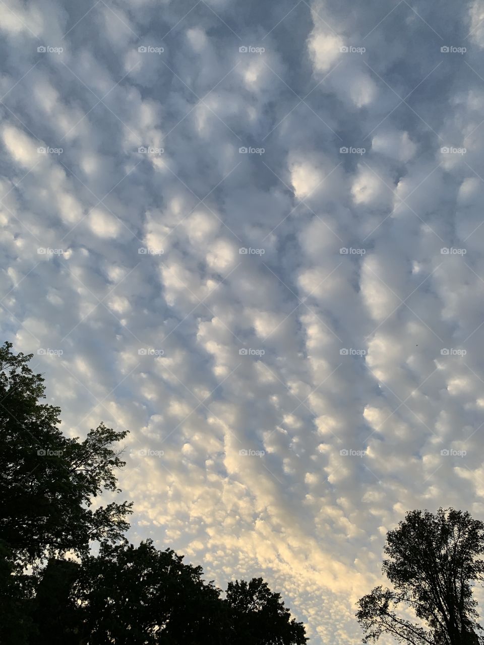 Lovely clouds when dusk is approaching. Sky blue, fluffy, wavy, leaves, natural beauty. Side frame.