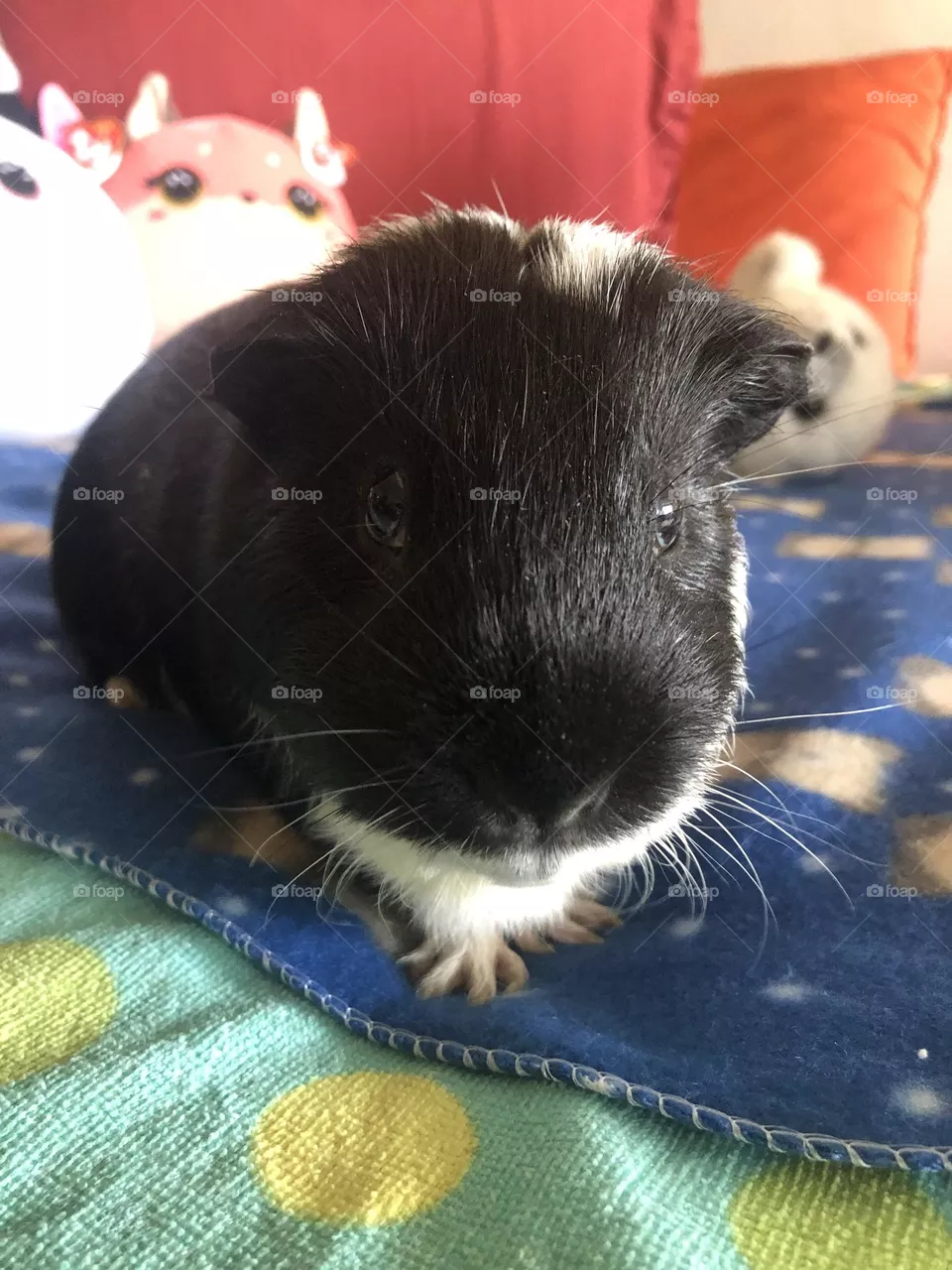 I love Timmy boy - sweet pet 