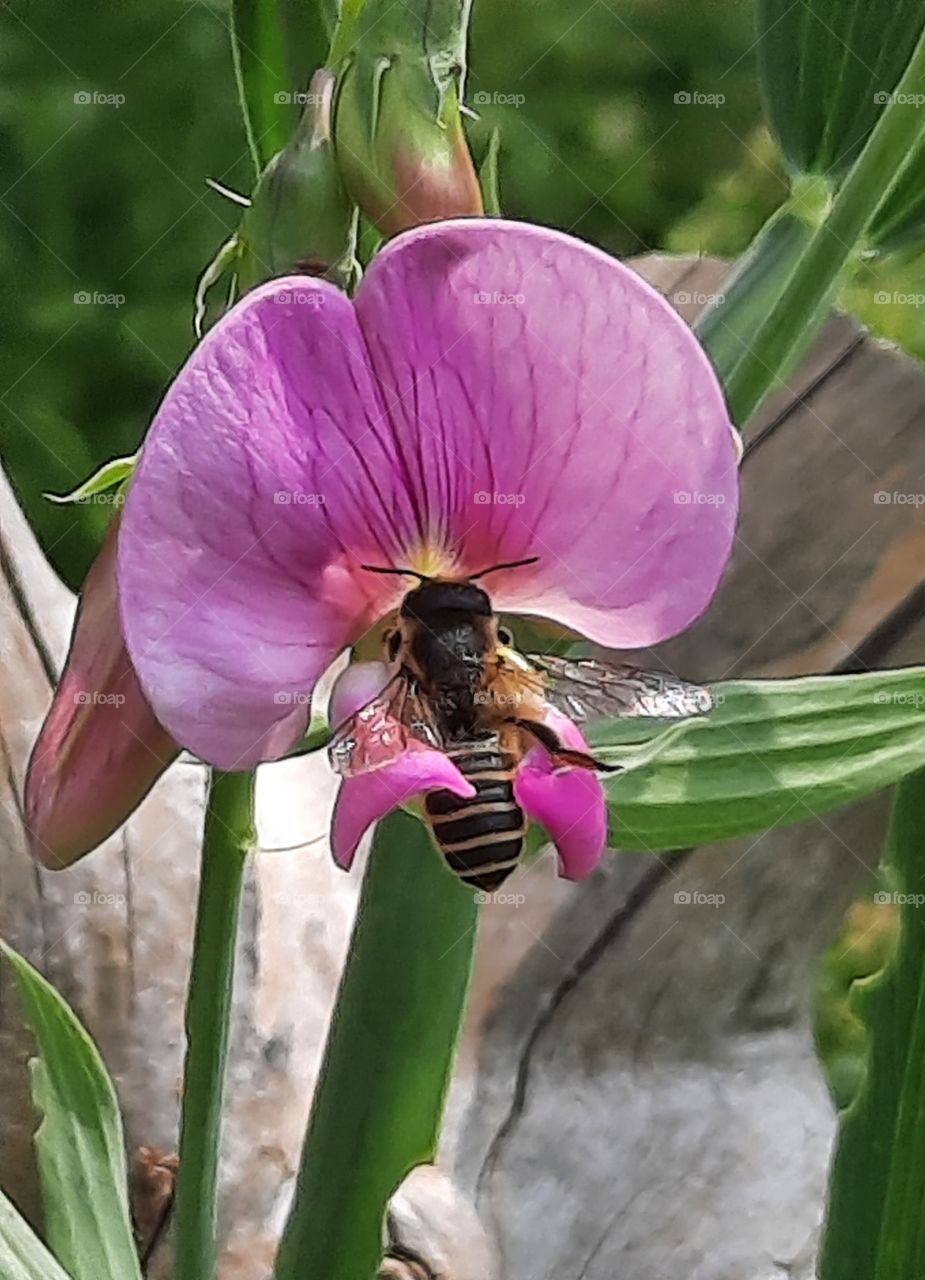 pink flower of sweet peas  with a bee