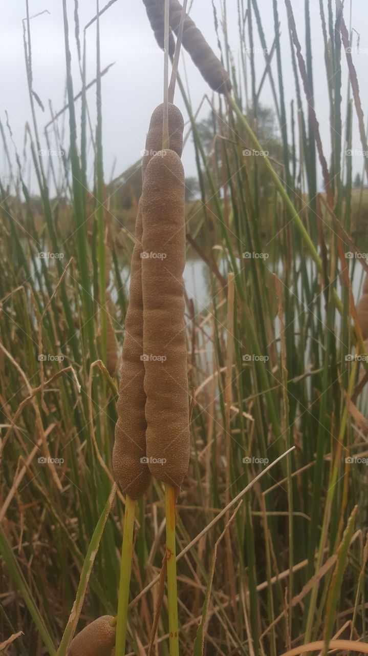 cattail