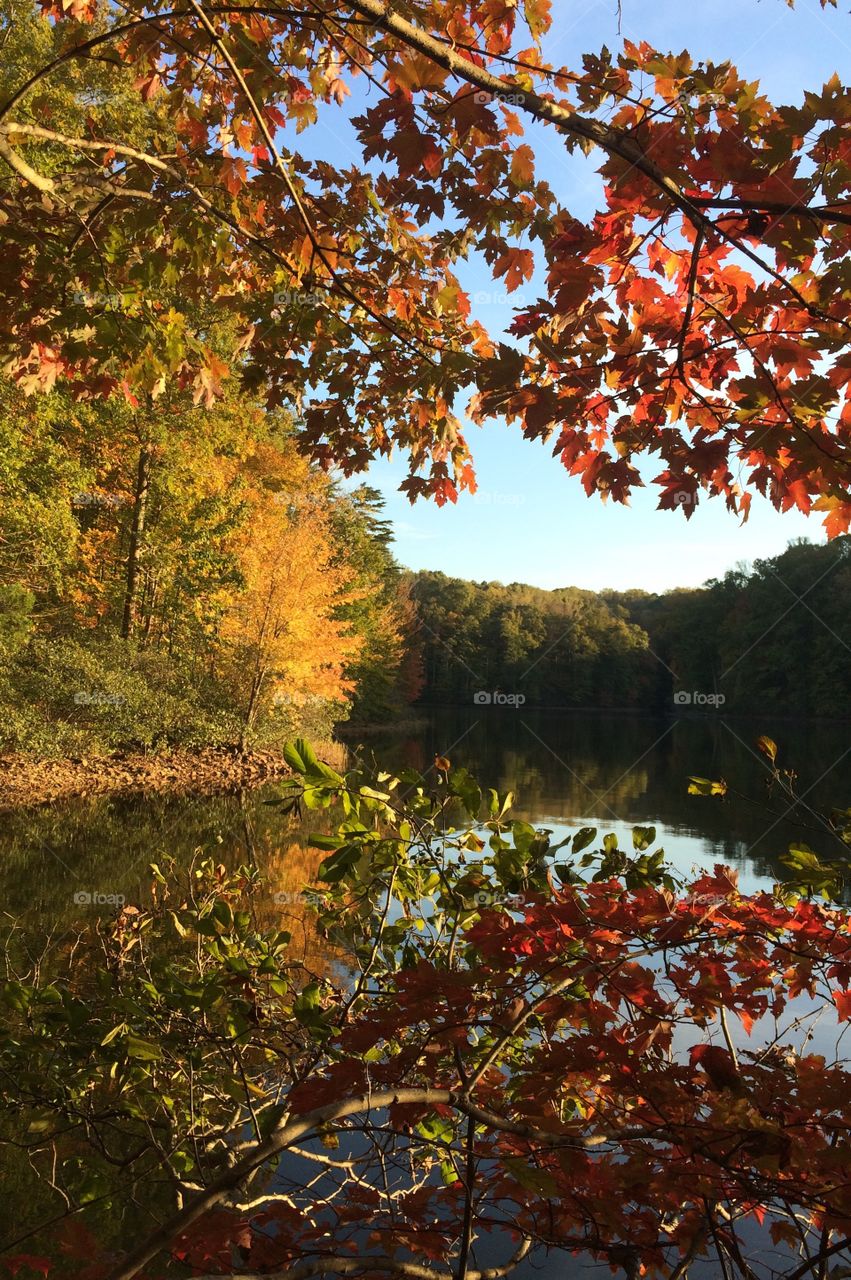 Autumn Splendor