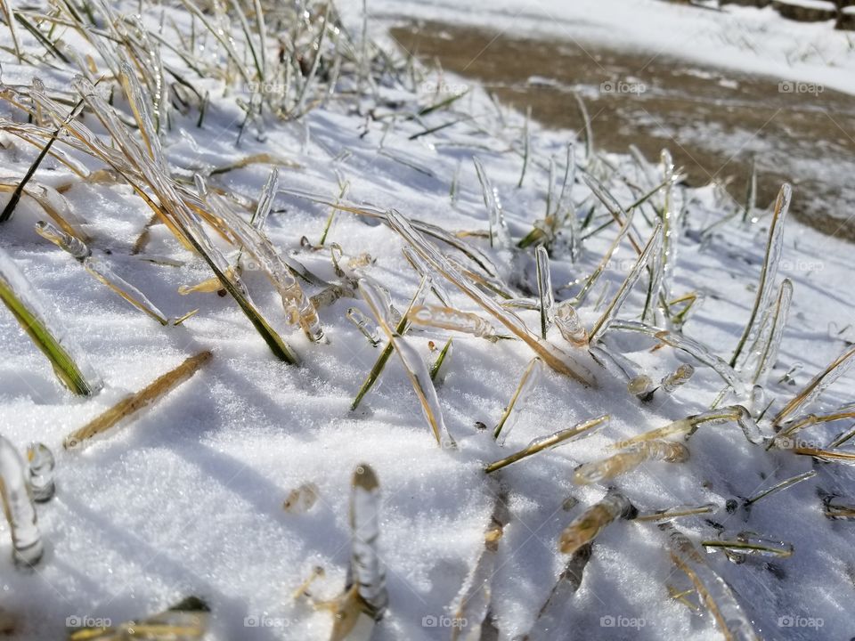 Frozen grass sparkle