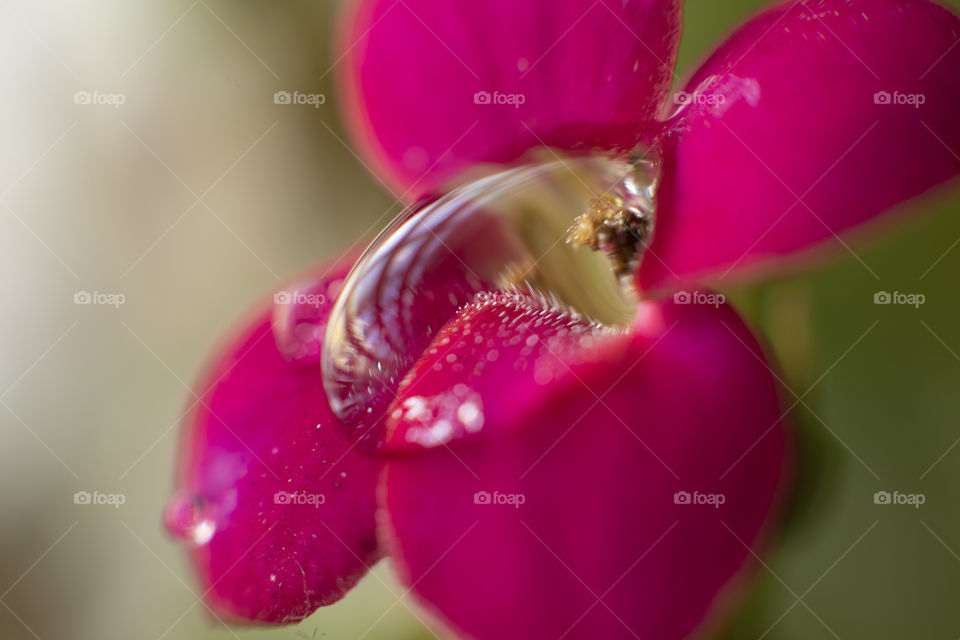 Water drop on flower.