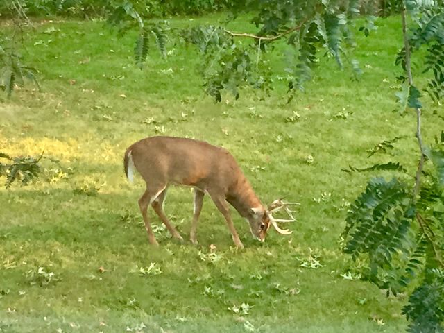 Backyard visitor