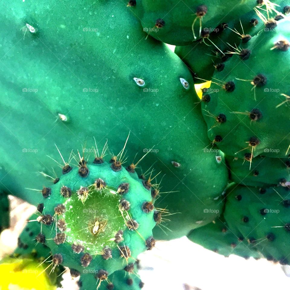 Cactus