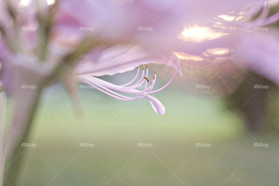 Purple flower dewdrops sunny silky