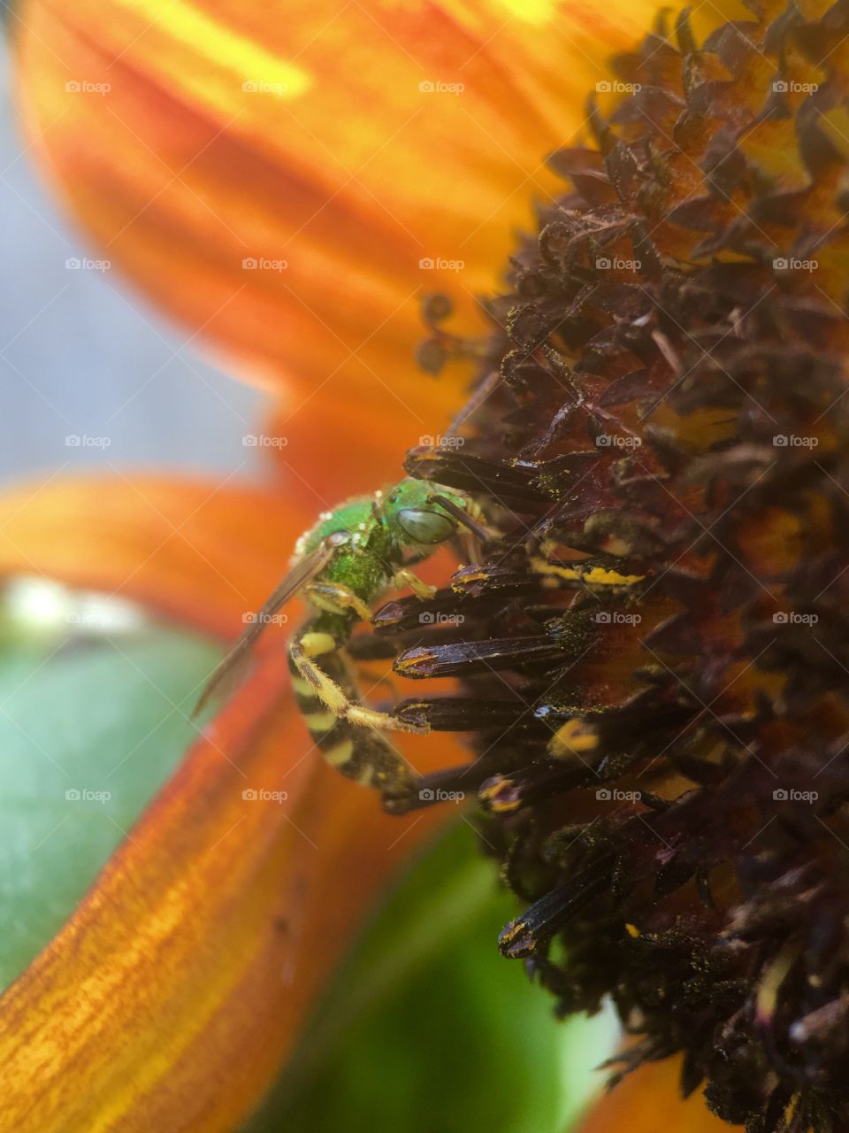 Bee pollinating on flower