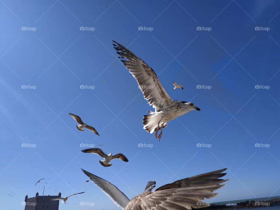 Flock of seagulls flying cross the sky at essaouira city in Morocco.