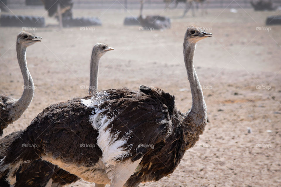 Three ostriches 