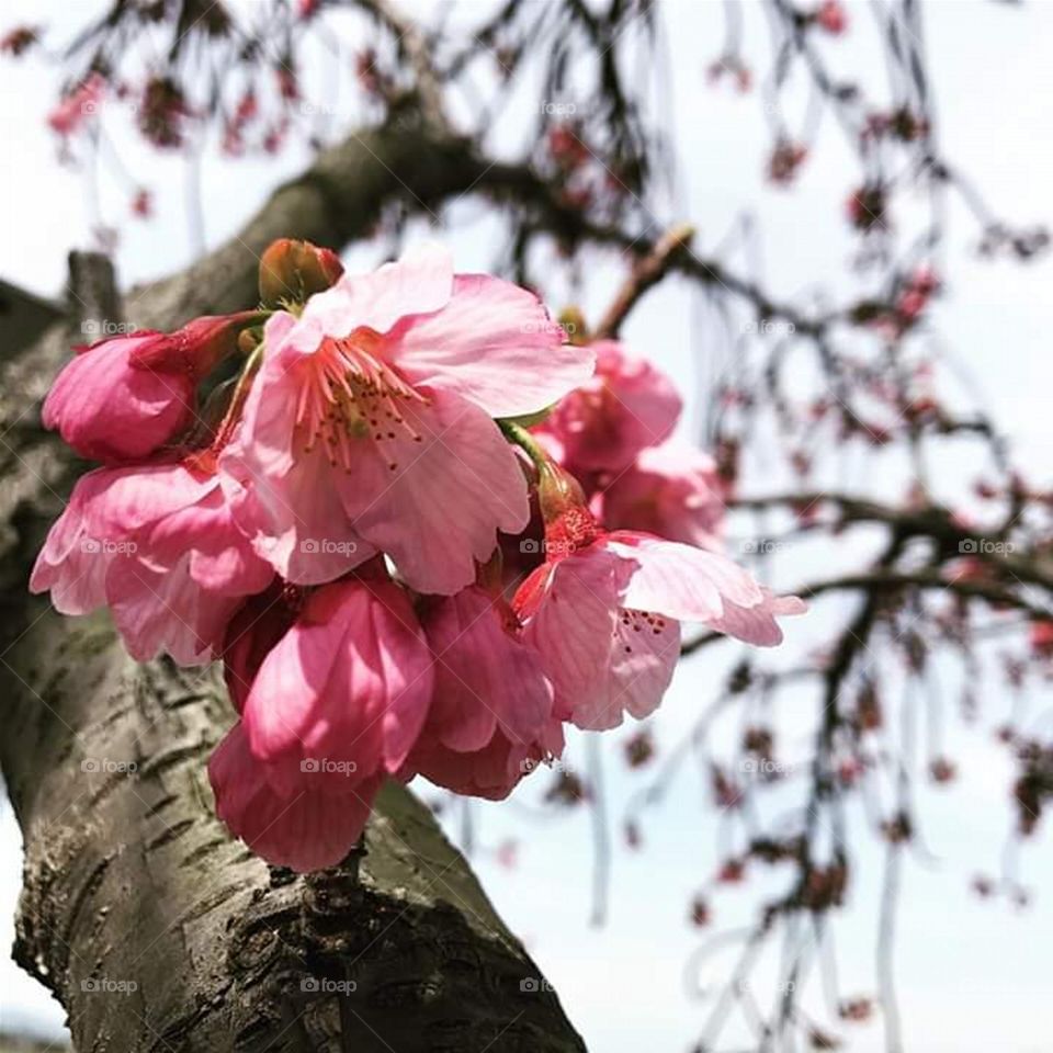 Blooming Floral Scene