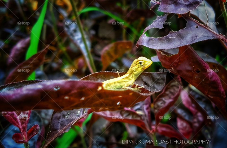 Wildlife photography