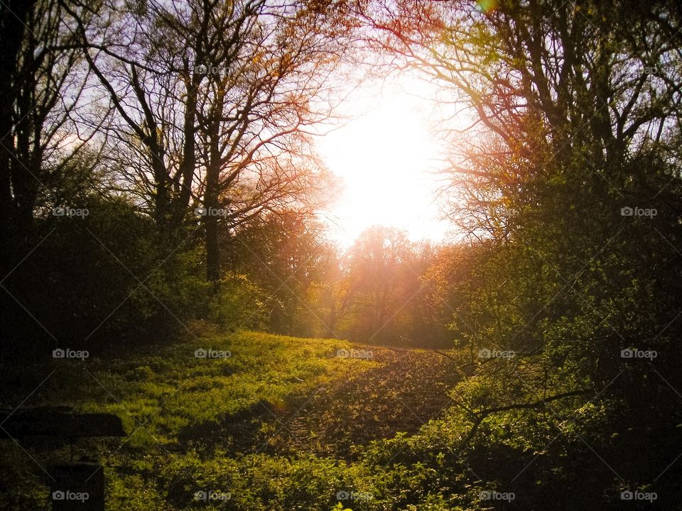 Sun falling into opening in the middle of forest 