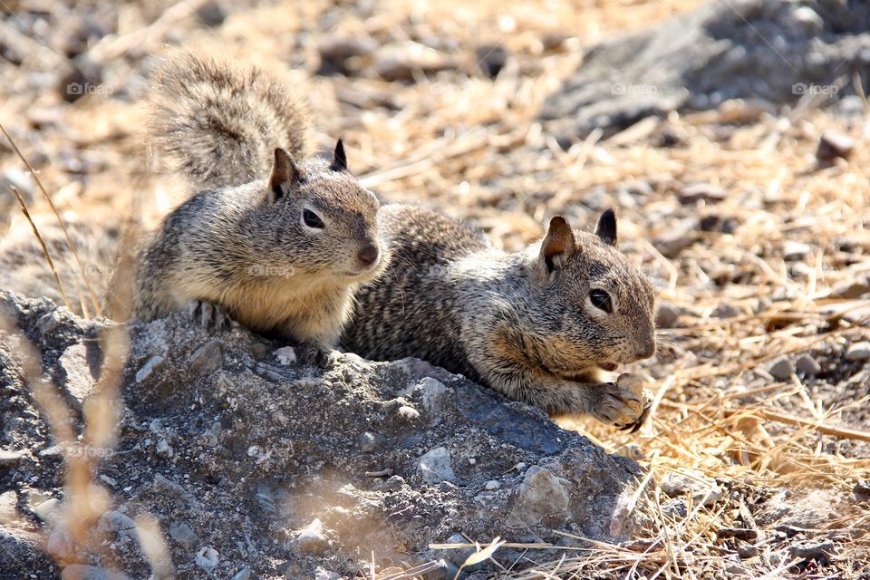 Squirrels