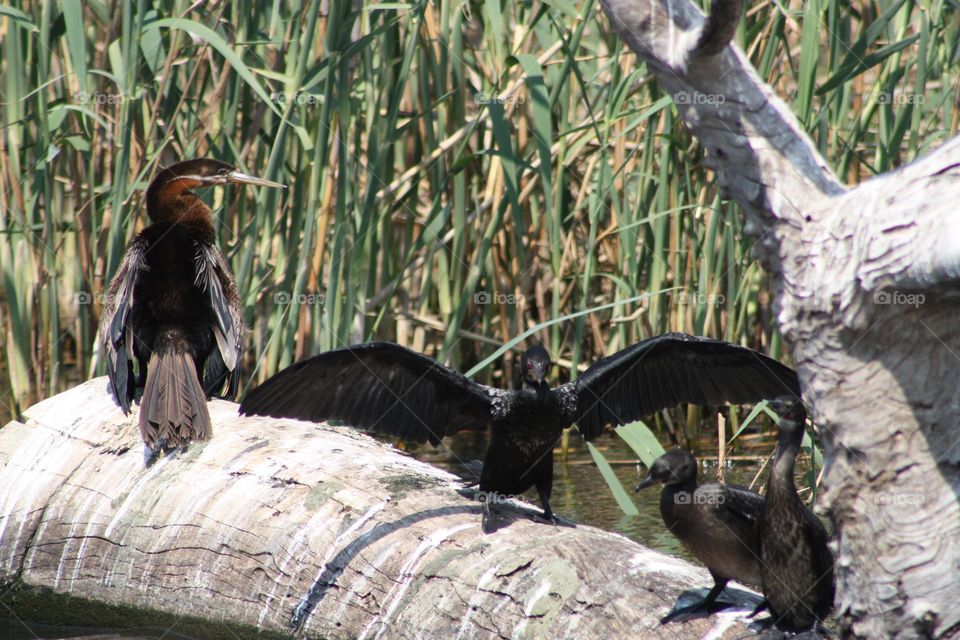 Cormorants.