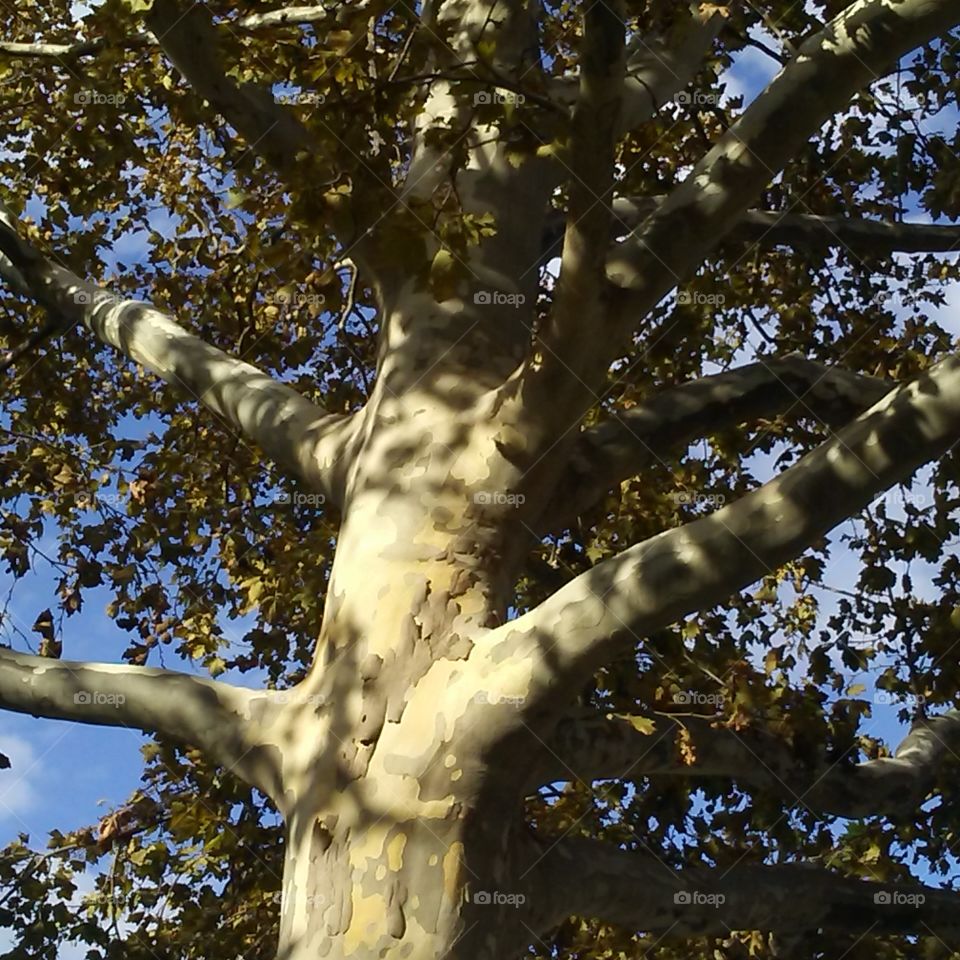 Charismatic tree