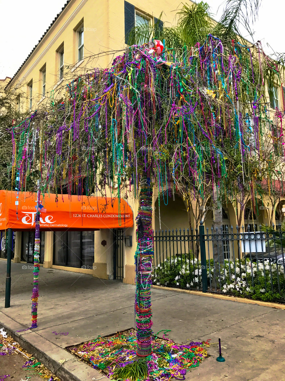 Mardi Gras tree New Orleans