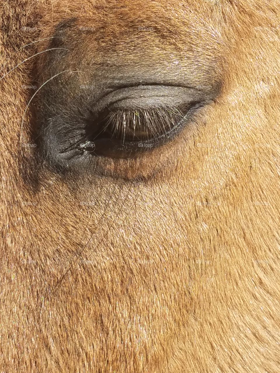 Buckskin Horse eye