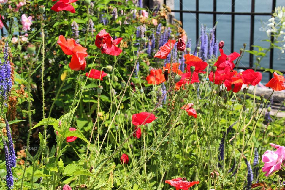 Poppy garden