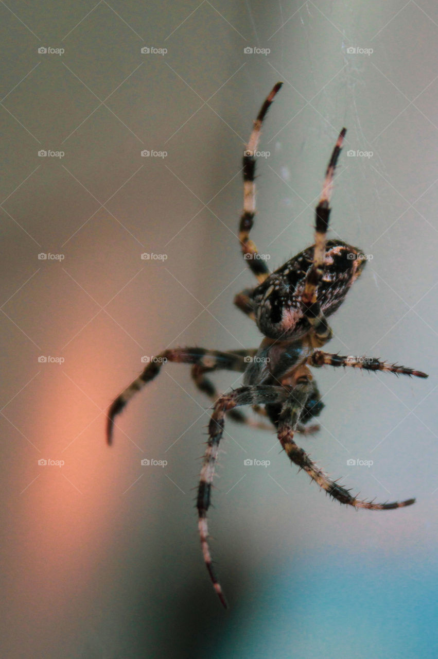 Still trying to identify this spider; could be a standard orb weaver or a sand bear wolf spider. She was busily devouring the last of her unidentifiable lunch. Spiders are not well loved but they are crucial predators in the insect food chain. 