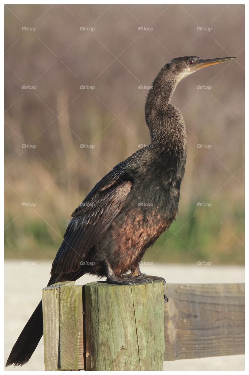 Anhinga